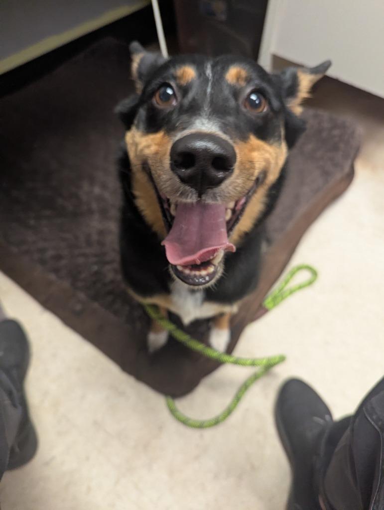 Enlarge Baxter, a Adopted mixed breed in Barron, WI image 3/4