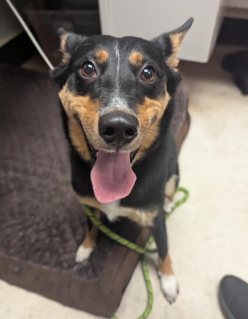 Enlarge Baxter, a Adopted mixed breed in Barron, WI image 4/4