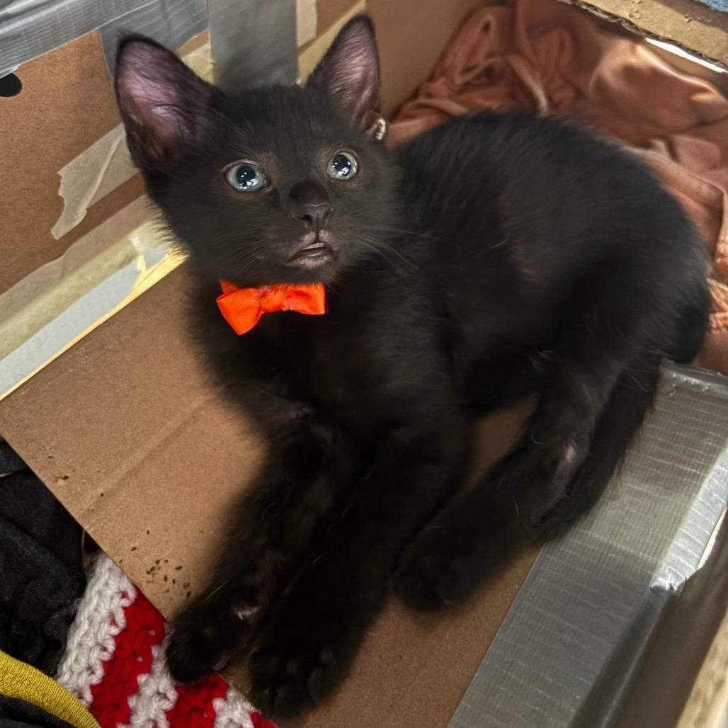 Enlarge Crunchwrap Supreme 28, a Adoptable Domestic Short Hair in Austin, TX image 1/2