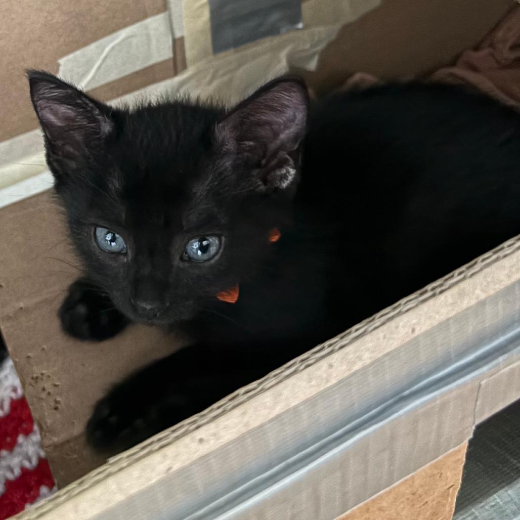 Enlarge Crunchwrap Supreme 28, a Adoptable Domestic Short Hair in Austin, TX image 2/2