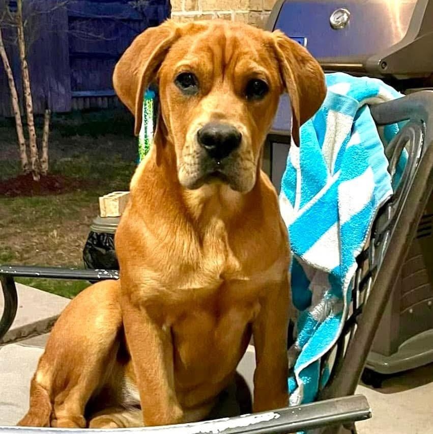 Enlarge Lollipop, a Adoptable mixed breed in Jay, NY image 1/6