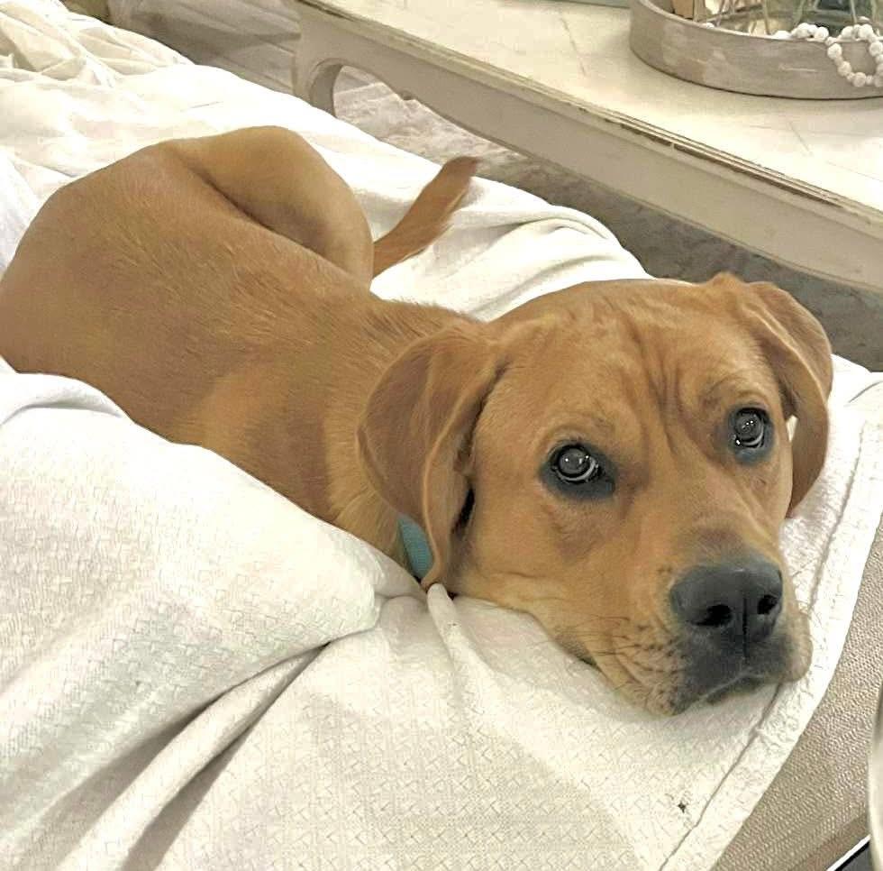 Lollipop, an adoptable Labrador Retriever in Jay, NY, 12941 | Photo Image 1
