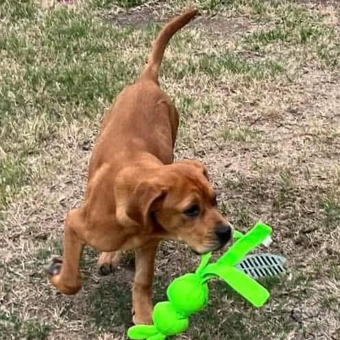 Enlarge Lollipop, a Adoptable mixed breed in Jay, NY image 2/6