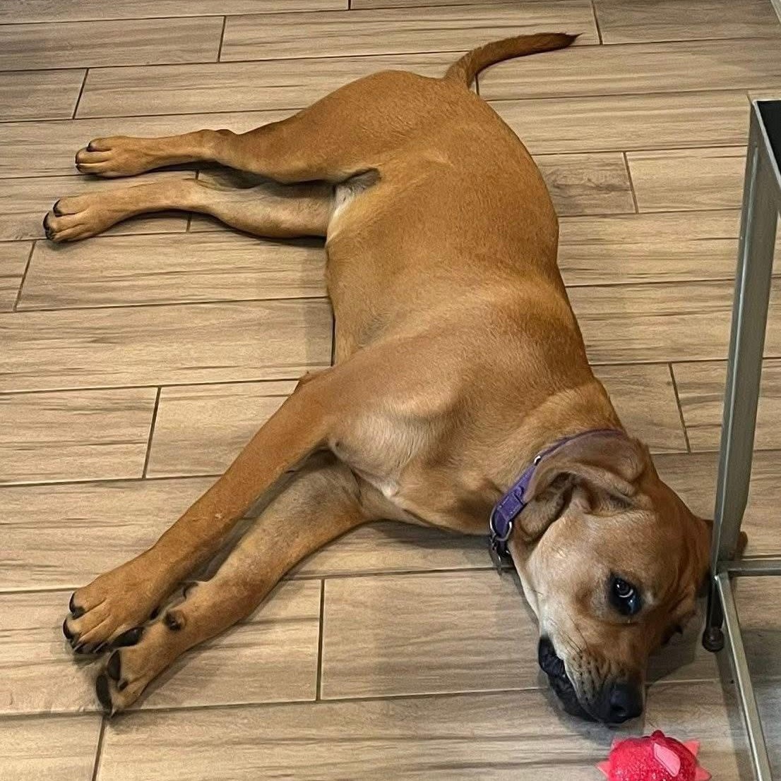 Enlarge Lollipop, a Adoptable mixed breed in Jay, NY image 3/6