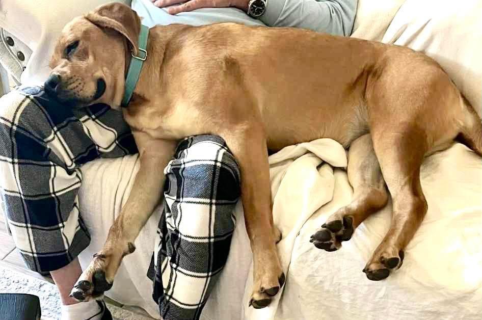 Lollipop, an adoptable Labrador Retriever in Jay, NY, 12941 | Photo Image 6