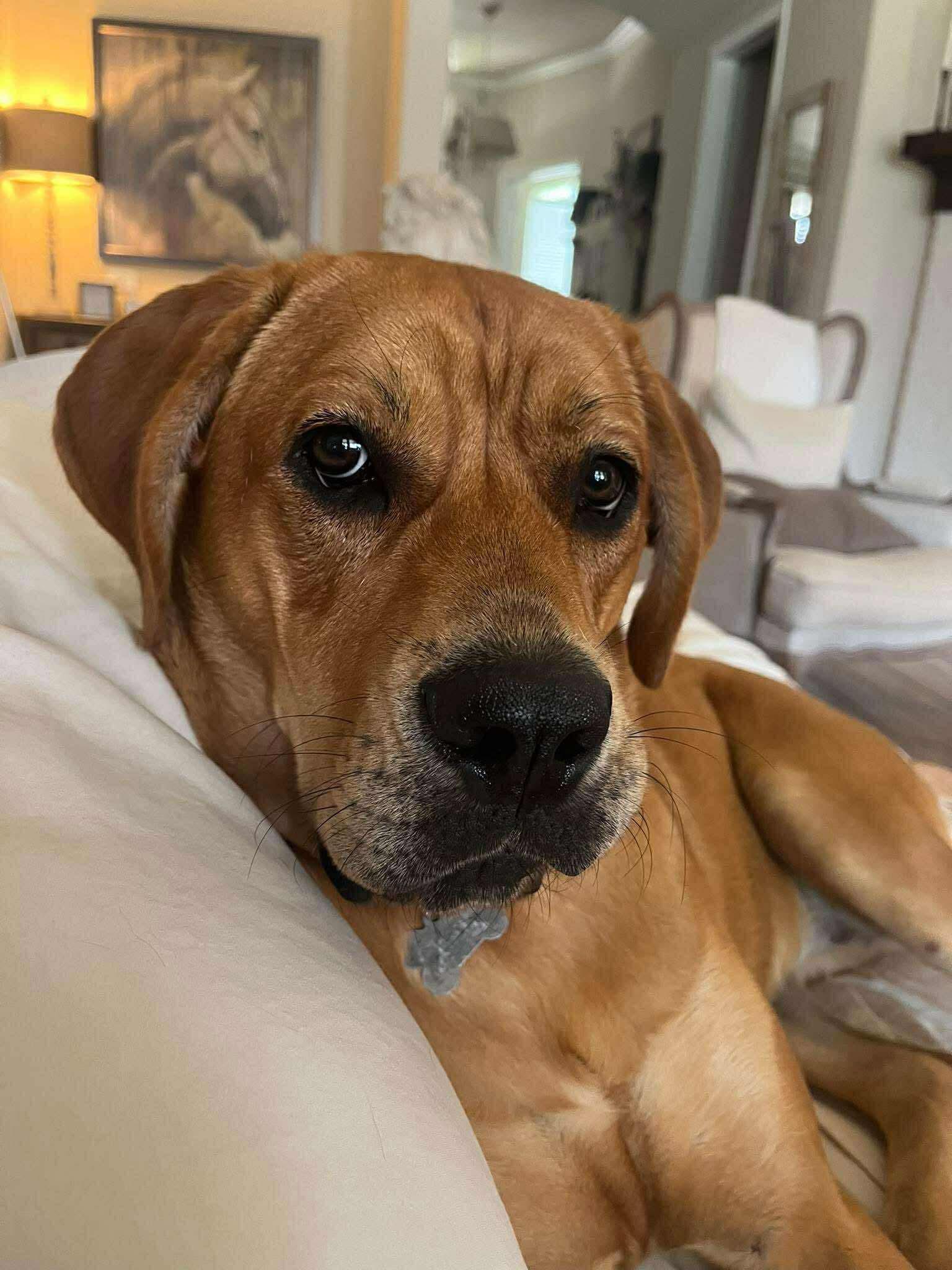 Lollipop, an adoptable Labrador Retriever in Jay, NY, 12941 | Photo Image 4