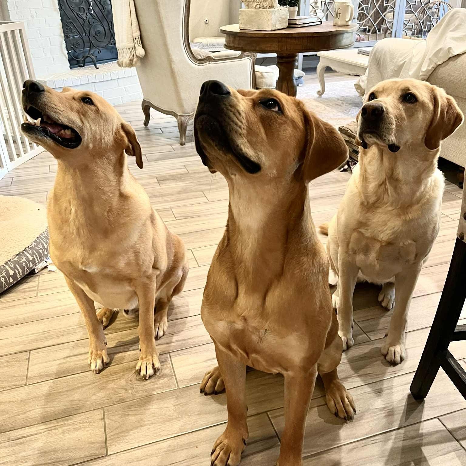 Enlarge Lollipop, a Adoptable mixed breed in Jay, NY image 4/6