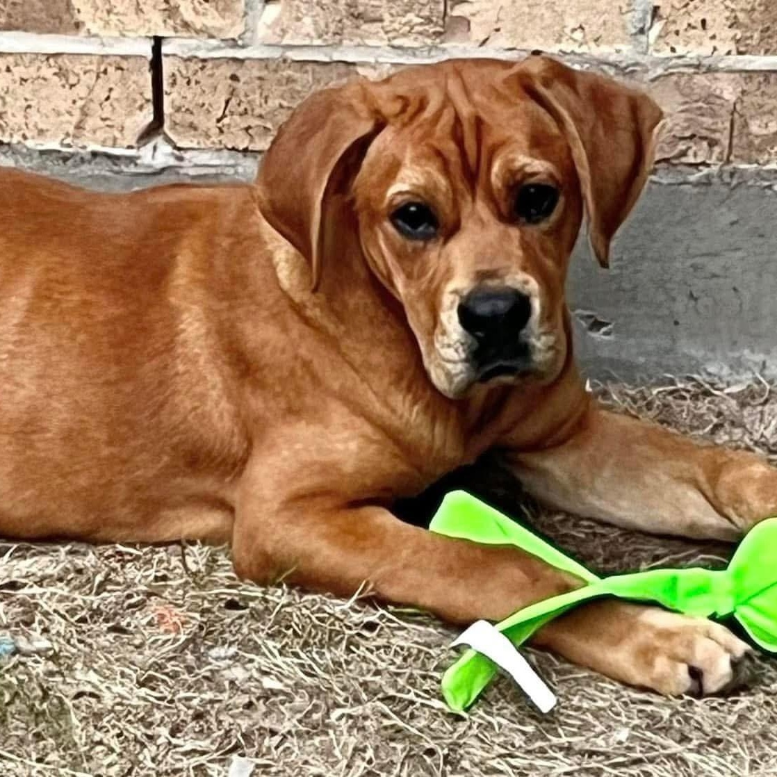 Enlarge Lollipop, a Adoptable mixed breed in Jay, NY image 5/6