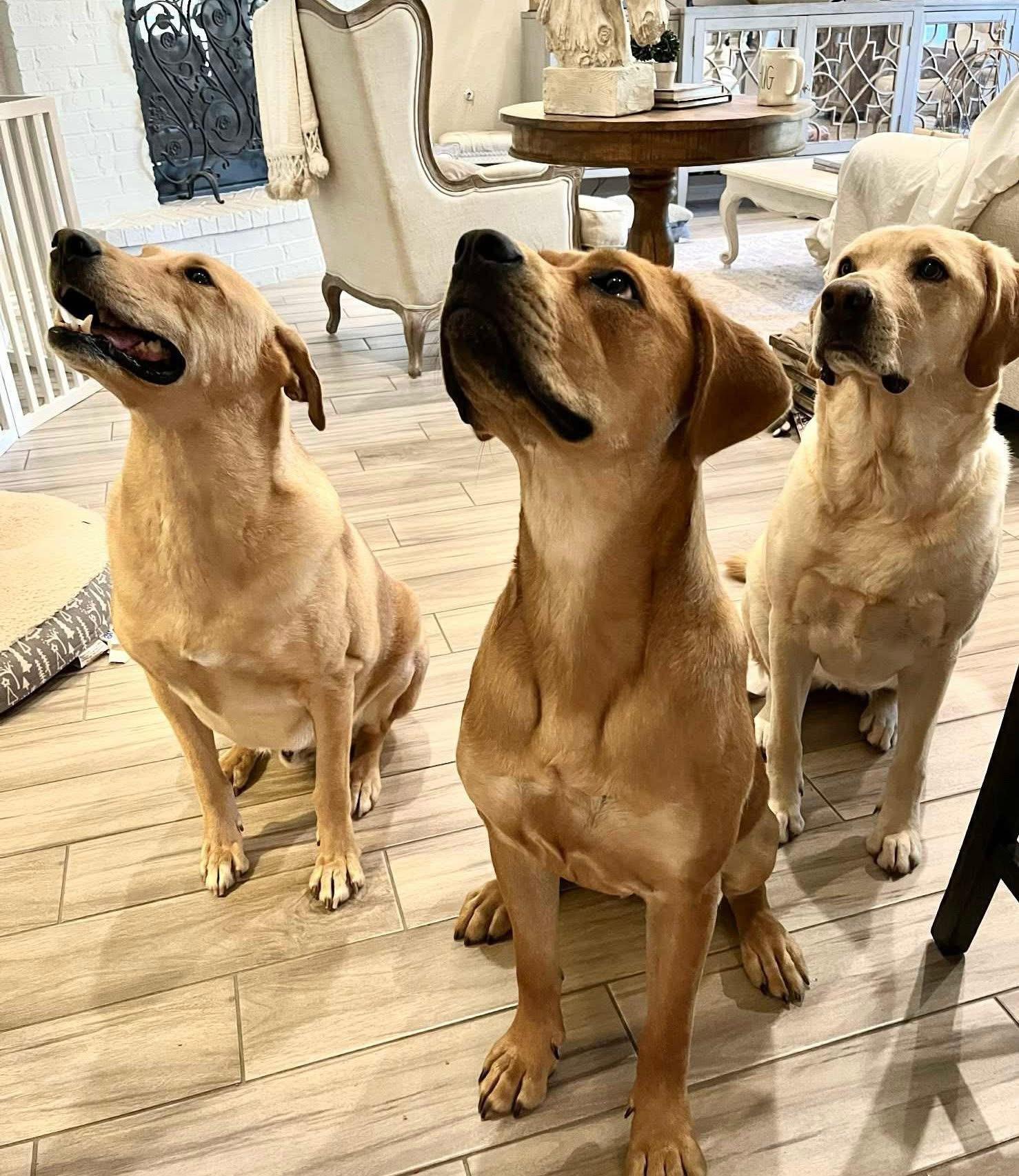 Lollipop, an adoptable Labrador Retriever in Jay, NY, 12941 | Photo Image 5