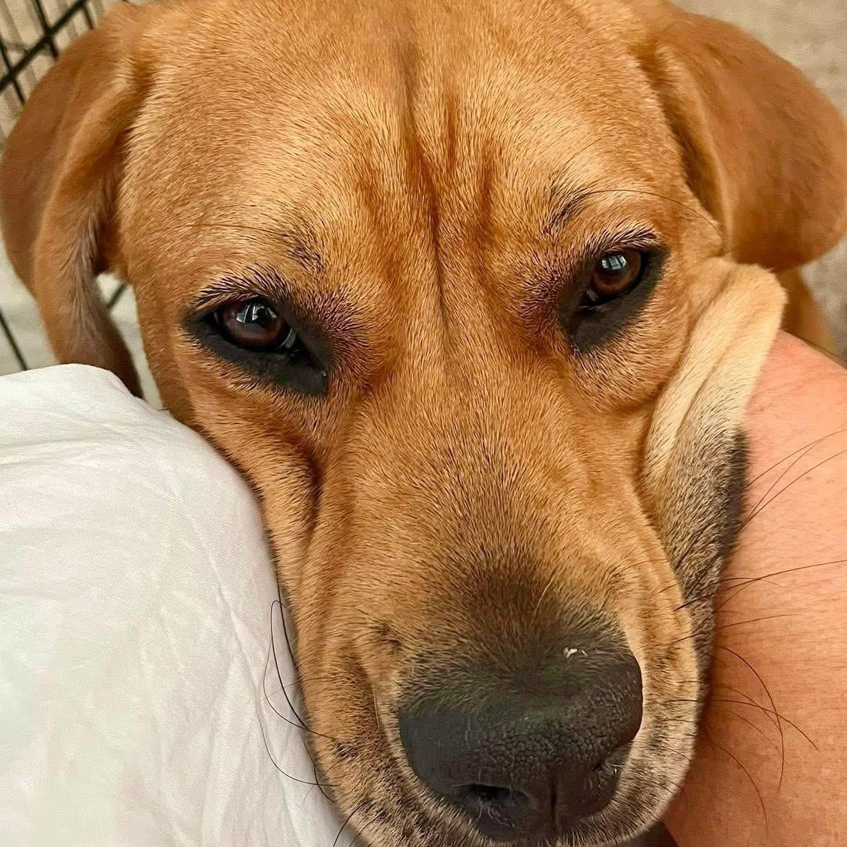 Lollipop, Adoptable, Young Female Labrador Retriever.