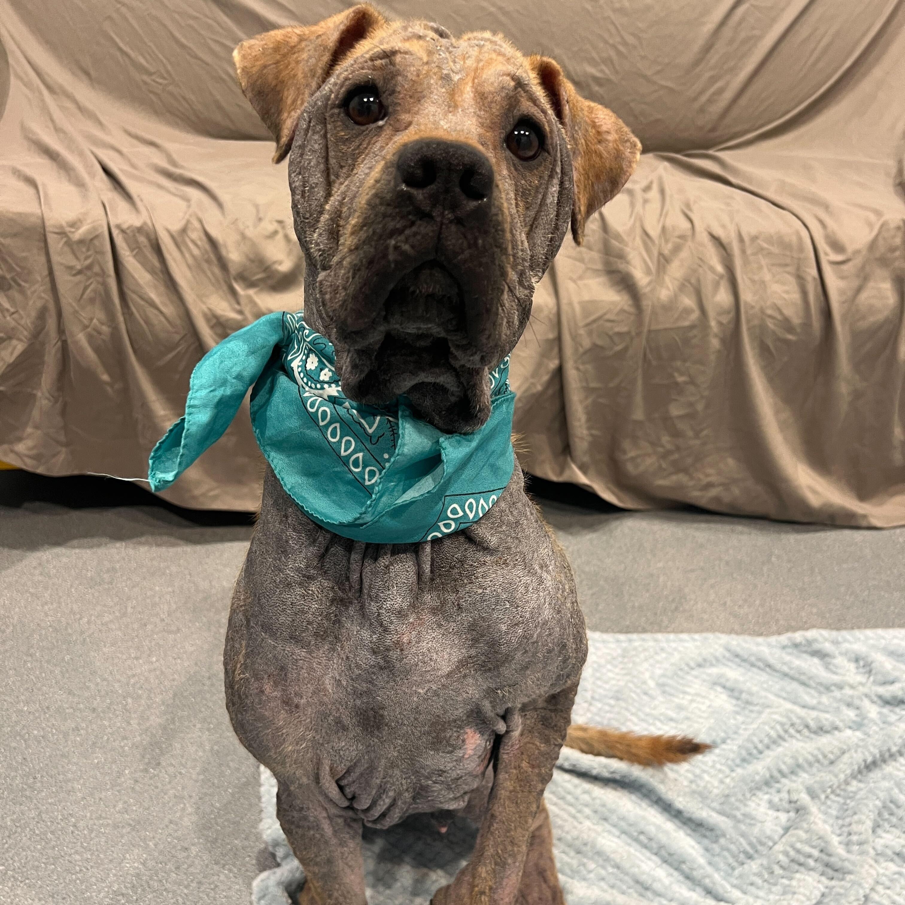 Enlarge Juno, a ADOPTABLE mixed breed in Canal Winchester, OH image 3/3