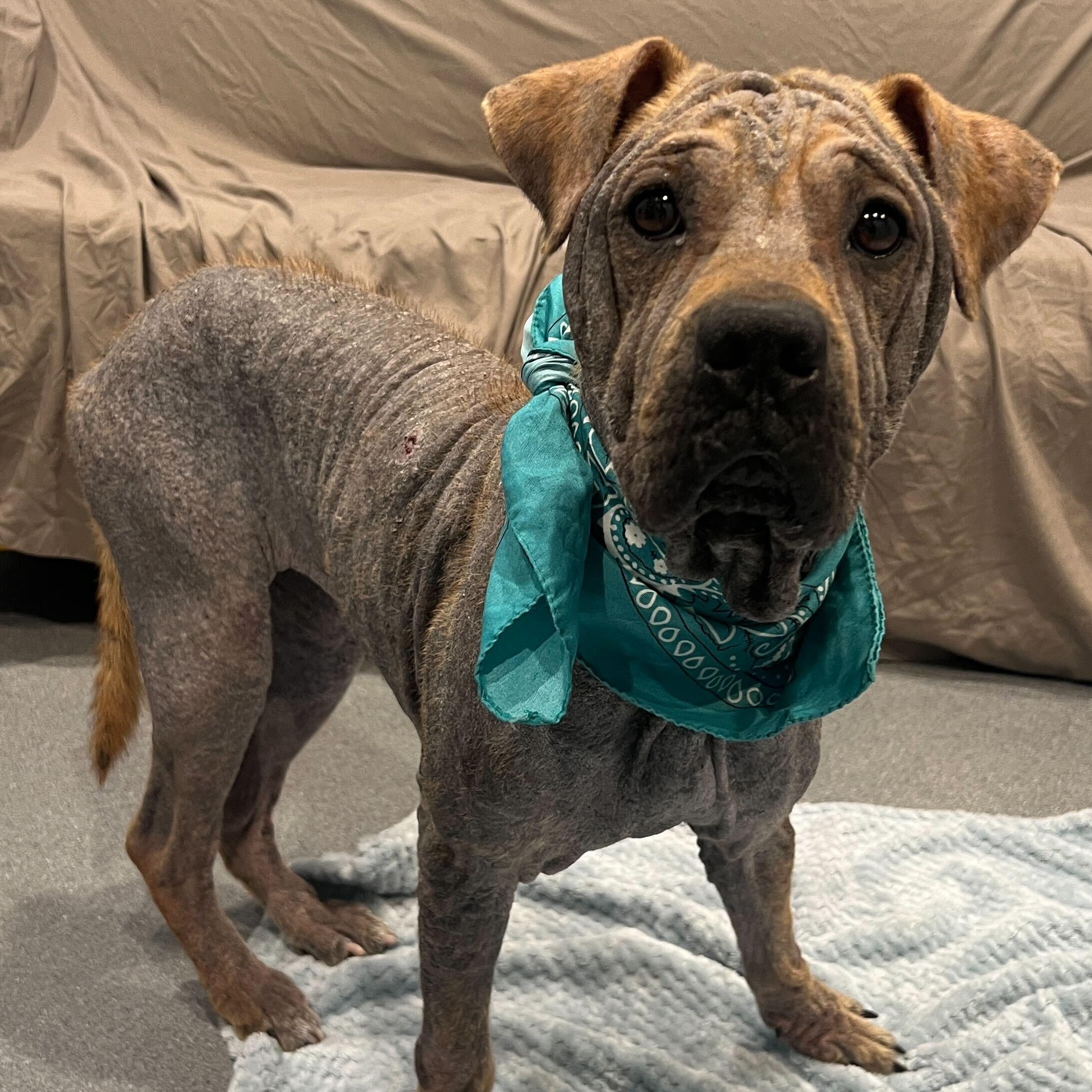 Enlarge Juno, a ADOPTABLE mixed breed in Canal Winchester, OH image 2/3