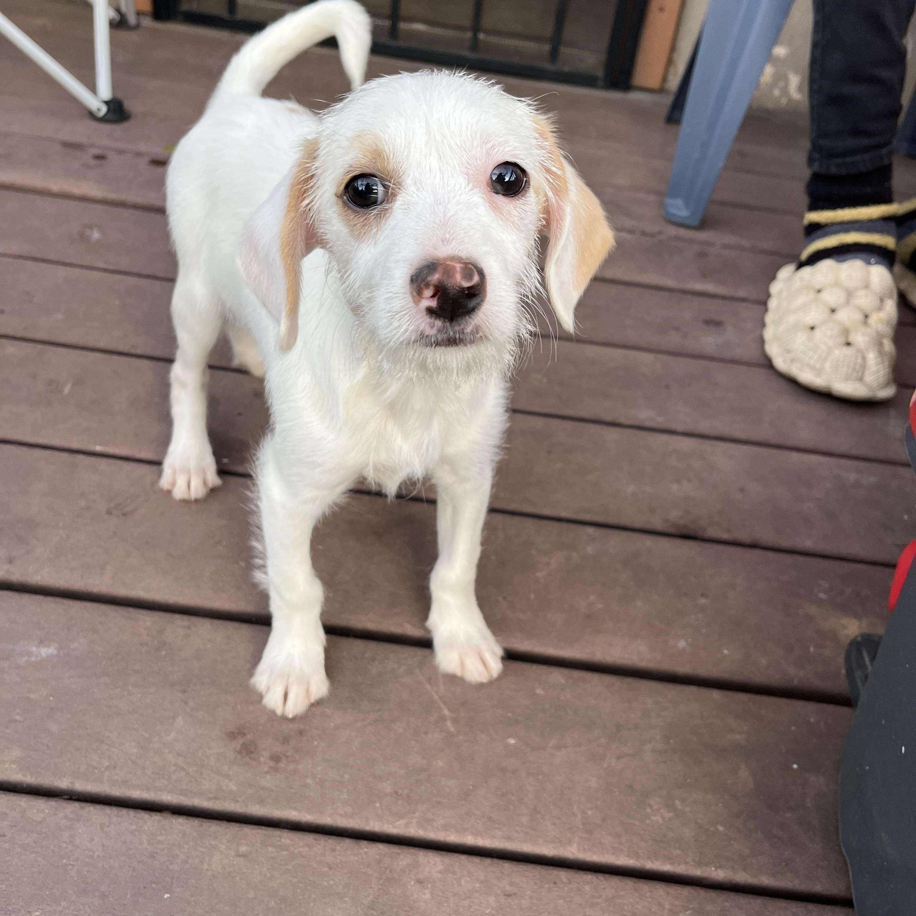 Enlarge Toby, a ADOPTABLE mixed breed in Poway, CA image 1/6