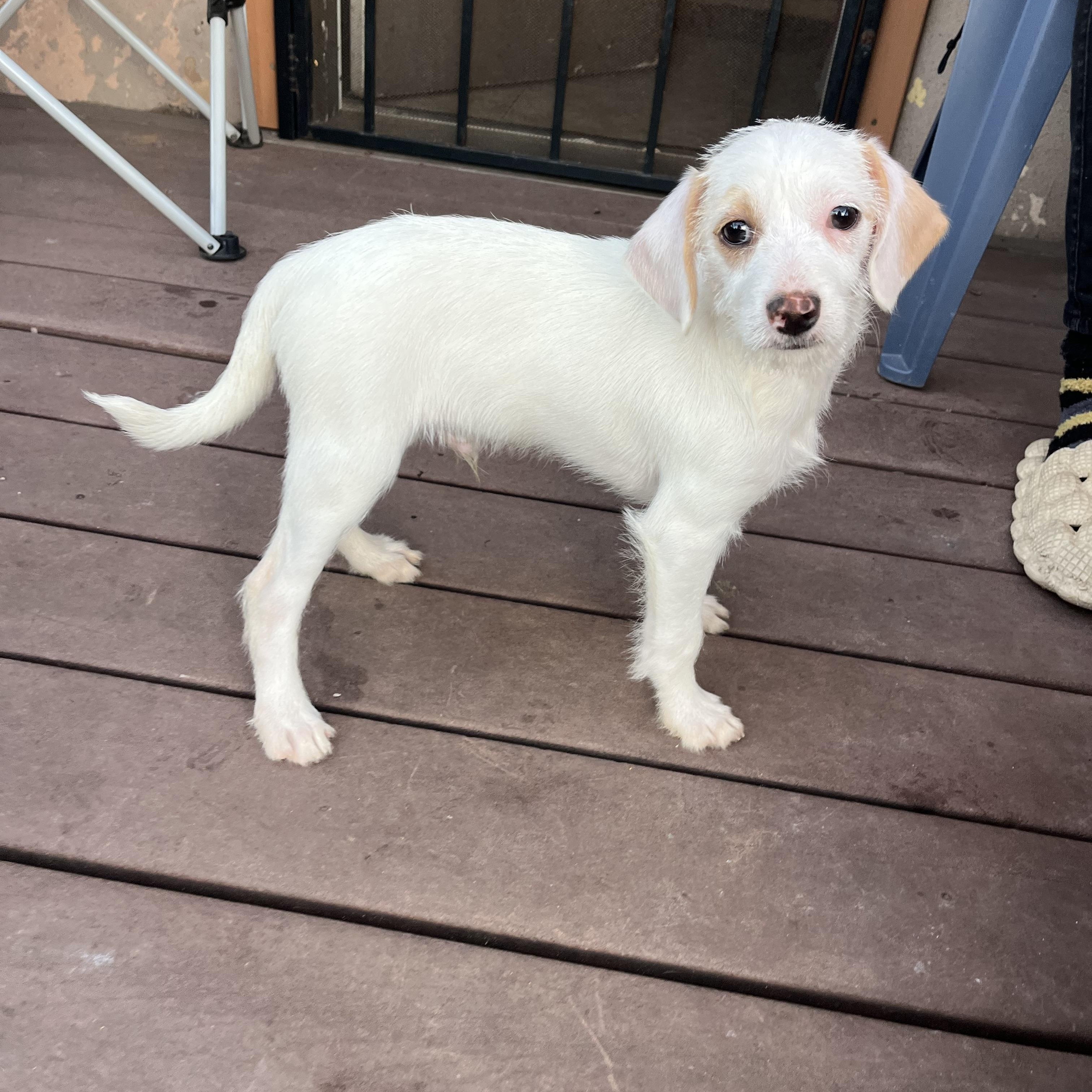 Enlarge Toby, a ADOPTABLE mixed breed in Poway, CA image 5/6