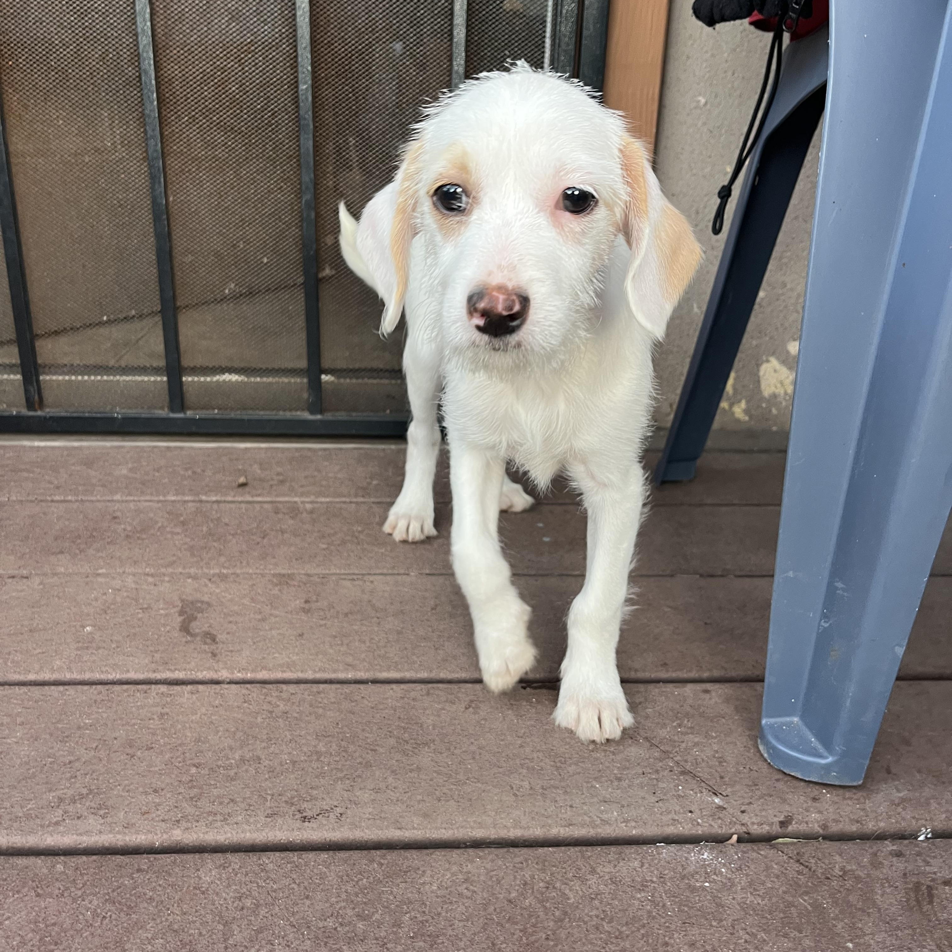 Enlarge Toby, a ADOPTABLE mixed breed in Poway, CA image 3/6