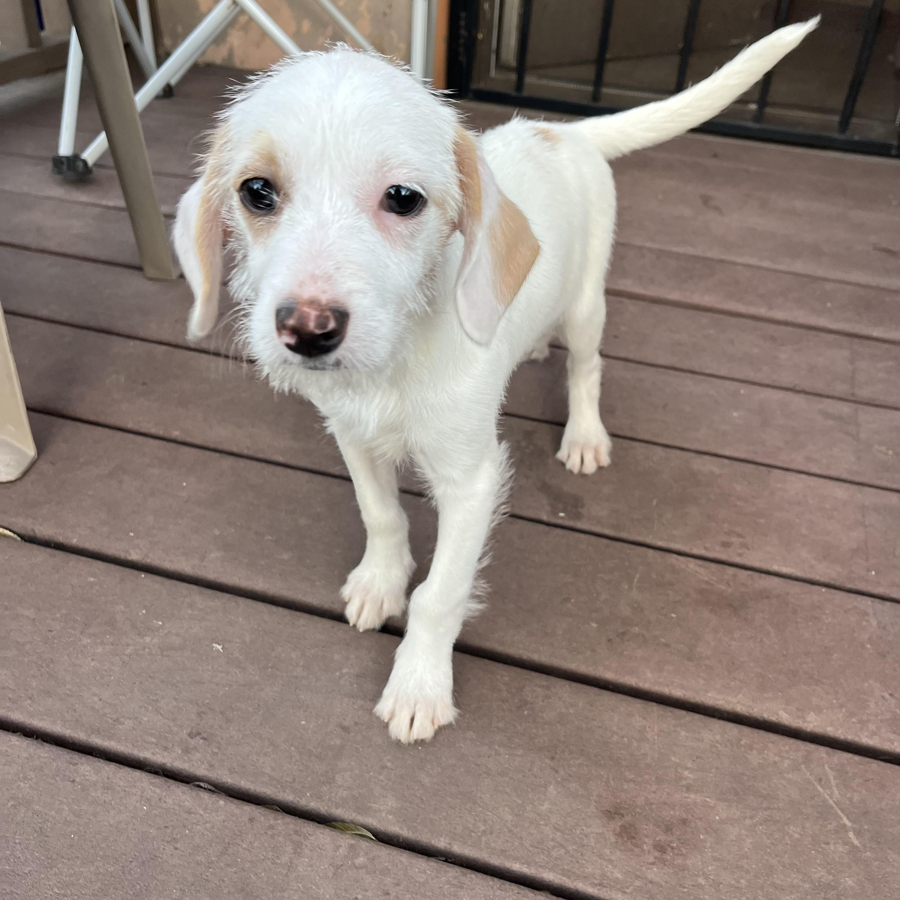 Enlarge Toby, a ADOPTABLE mixed breed in Poway, CA image 2/6
