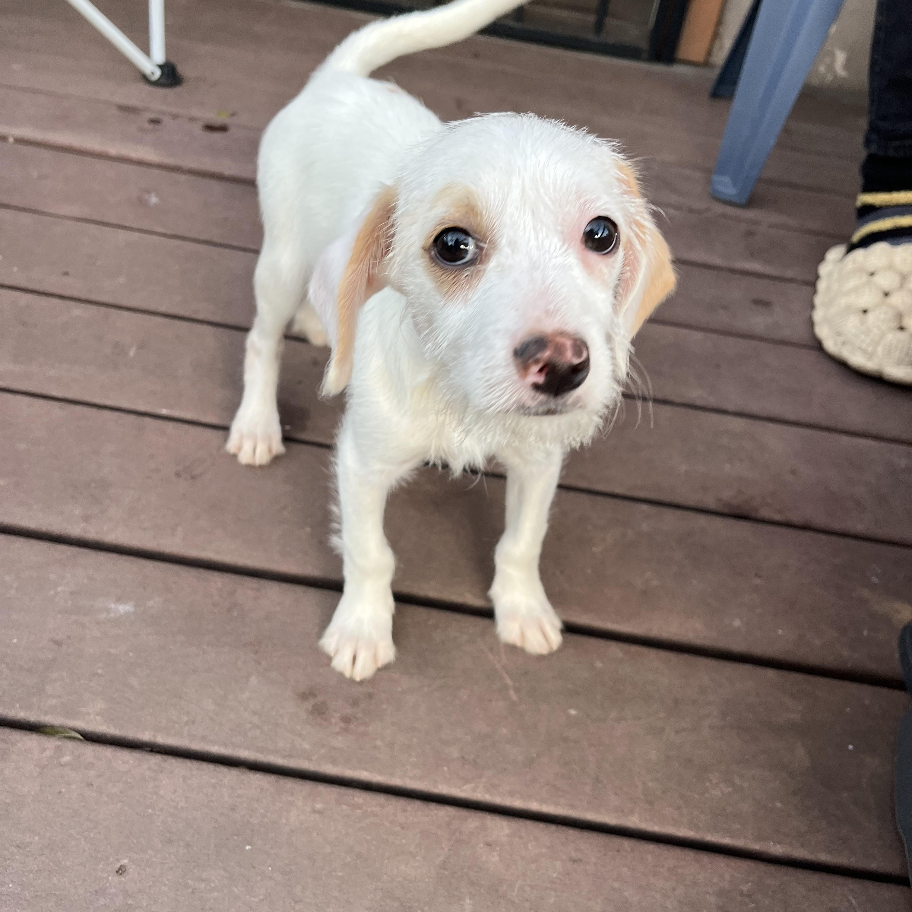 Enlarge Toby, a ADOPTABLE mixed breed in Poway, CA image 4/6