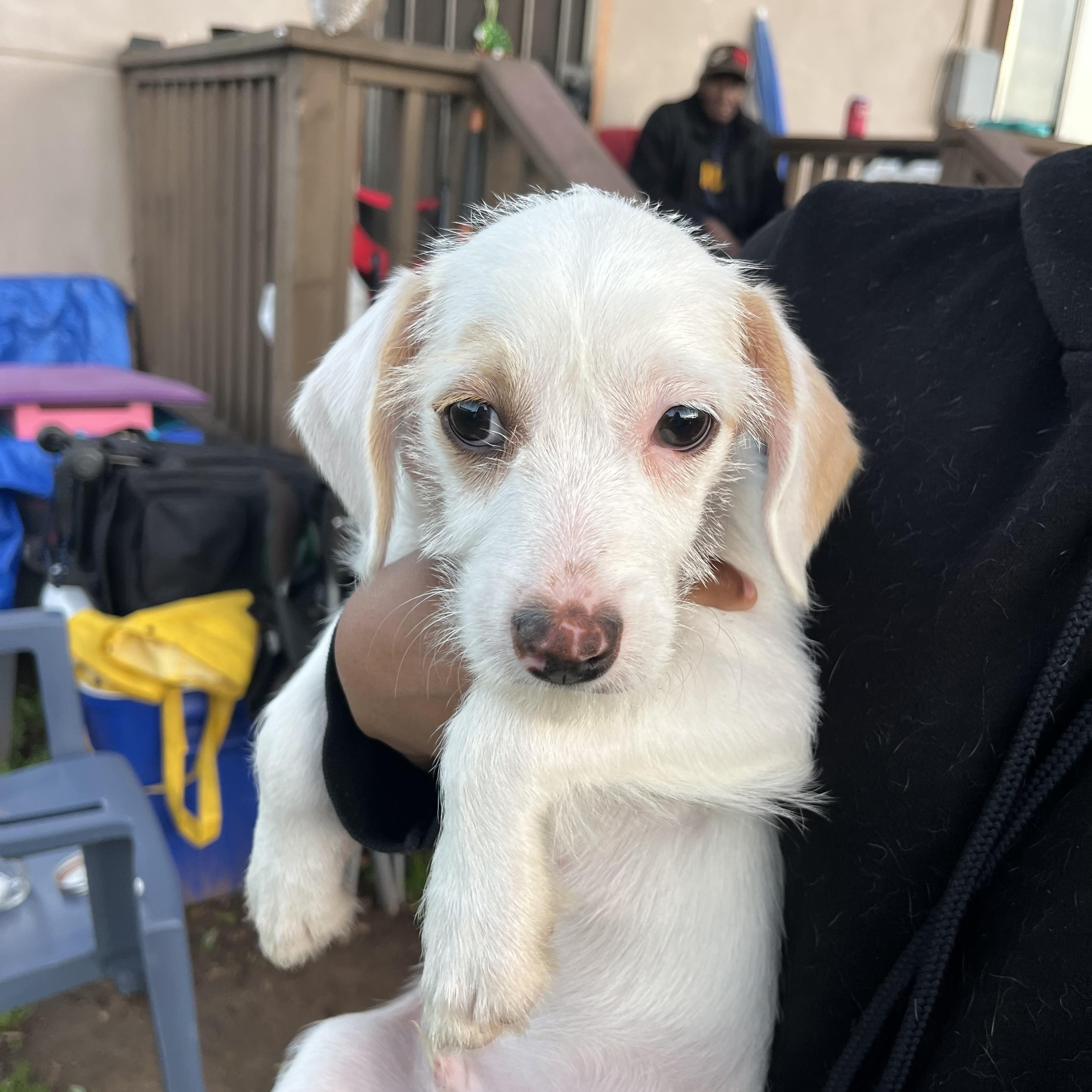 Enlarge Toby, a ADOPTABLE mixed breed in Poway, CA image 6/6