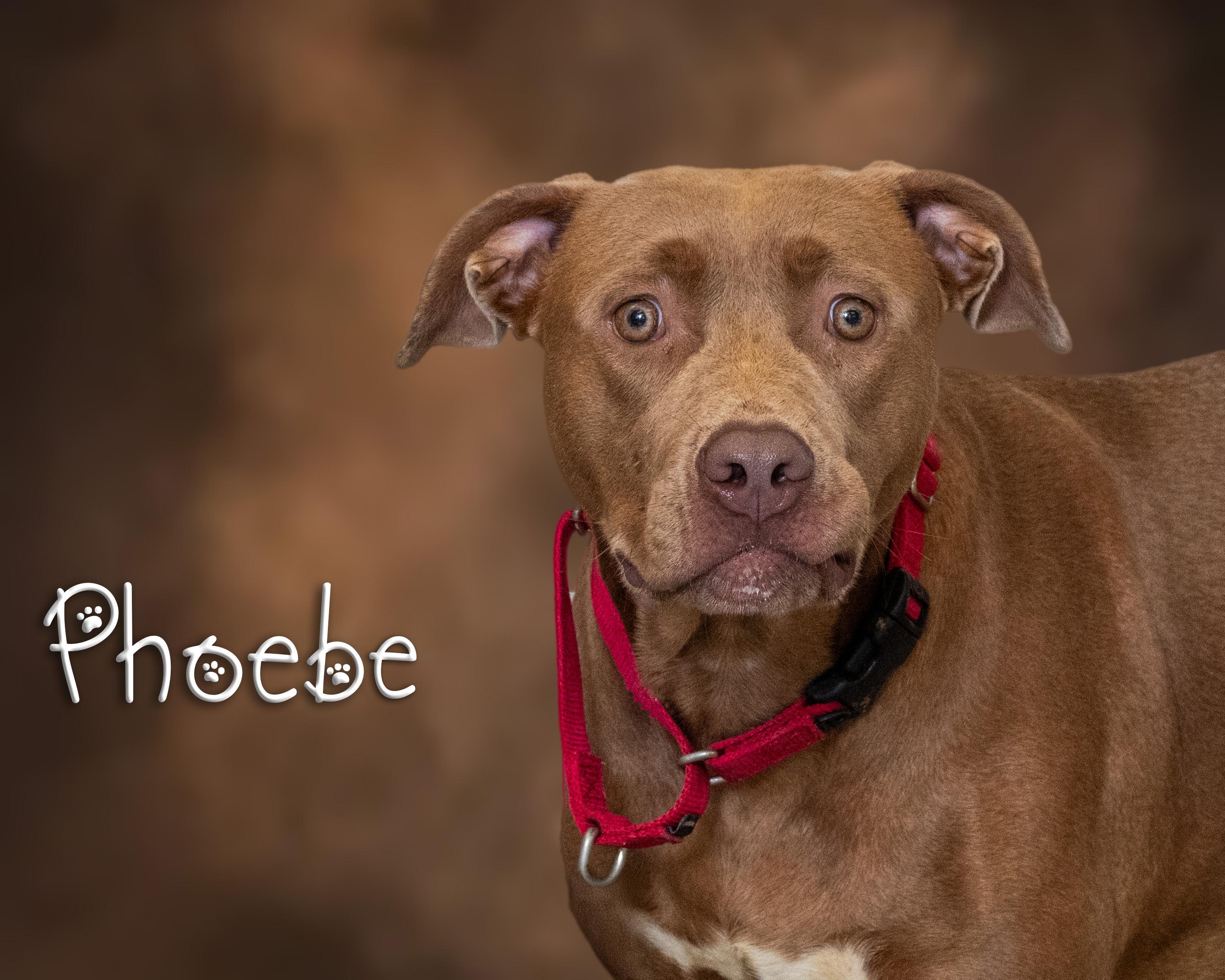 Phoebe