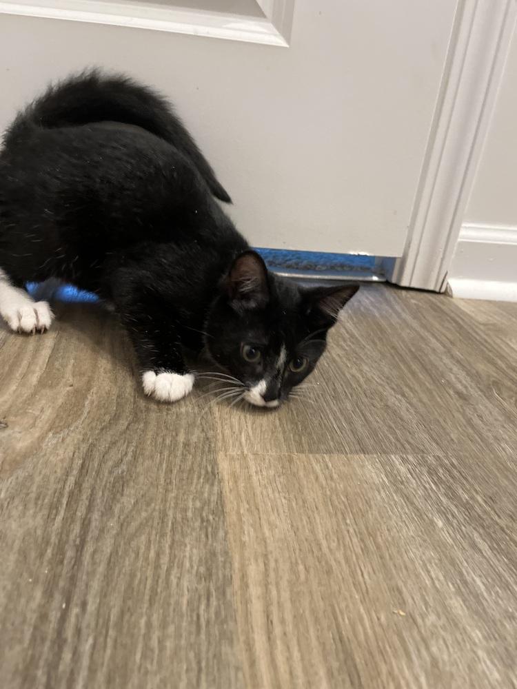 Silo, Adoptable, Kitten Male Domestic Short Hair.