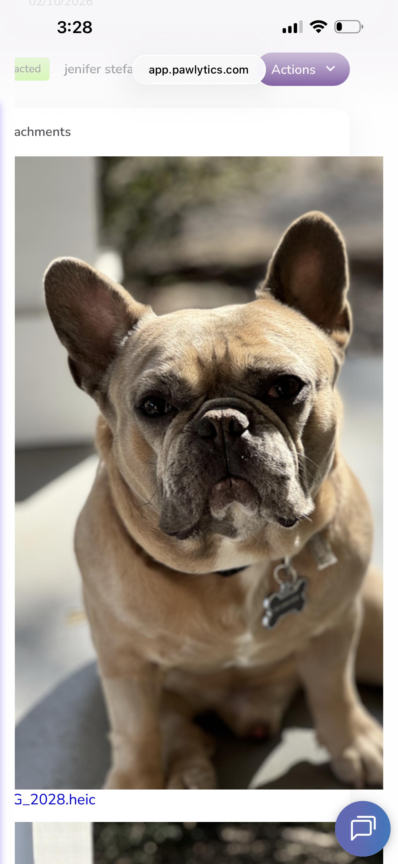 Frankie, Adoptable, Adult Male French Bulldog.