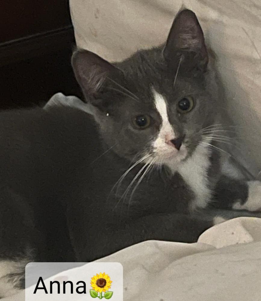 Anna, Adopted, Kitten Female Domestic Short Hair.