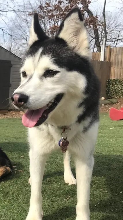 Enlarge Kiba, a Adopted Husky in Potomac, MD image 4/6