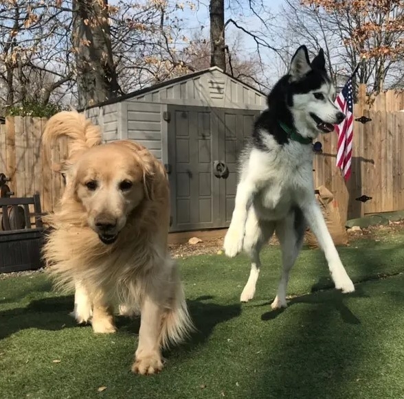 Enlarge Kiba, a Adopted Husky in Potomac, MD image 3/6
