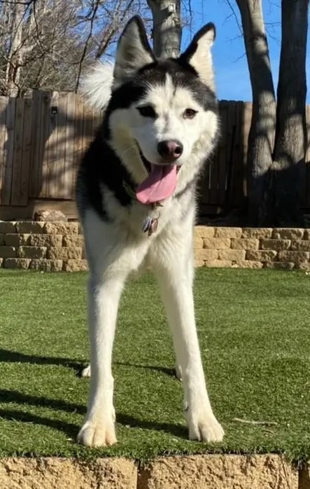 Kiba, Adopted, Adult Female Husky.