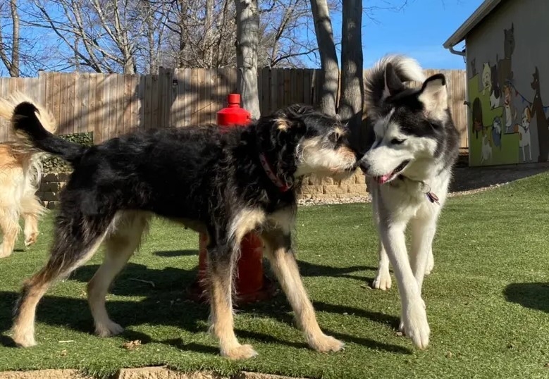 Enlarge Kiba, a Adopted Husky in Potomac, MD image 5/6