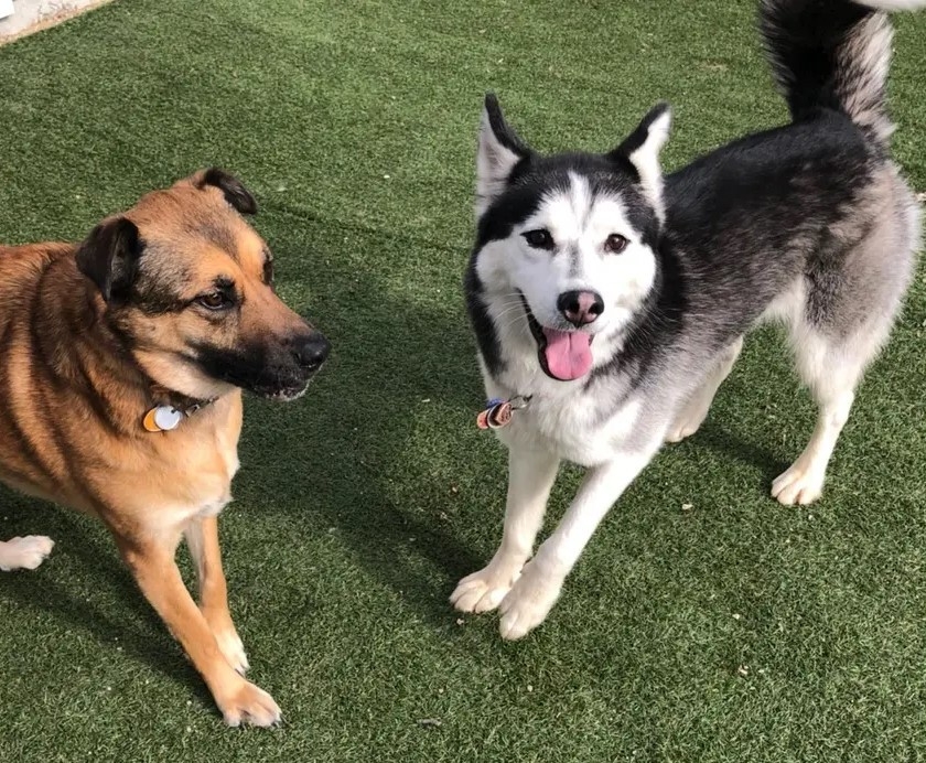 Enlarge Kiba, a Adopted Husky in Potomac, MD image 6/6