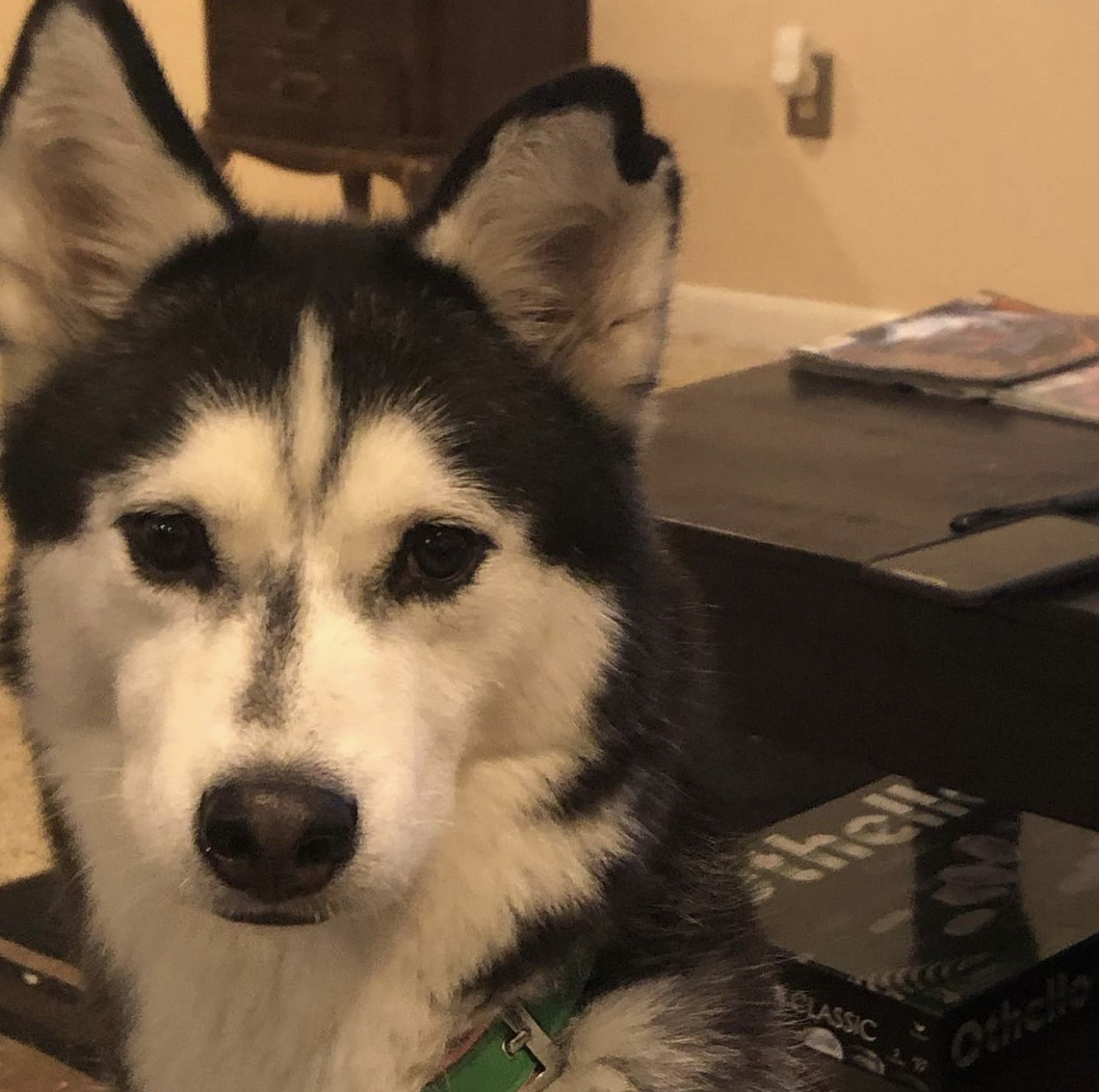 Enlarge Kiba, a Adopted Husky in Potomac, MD image 2/6