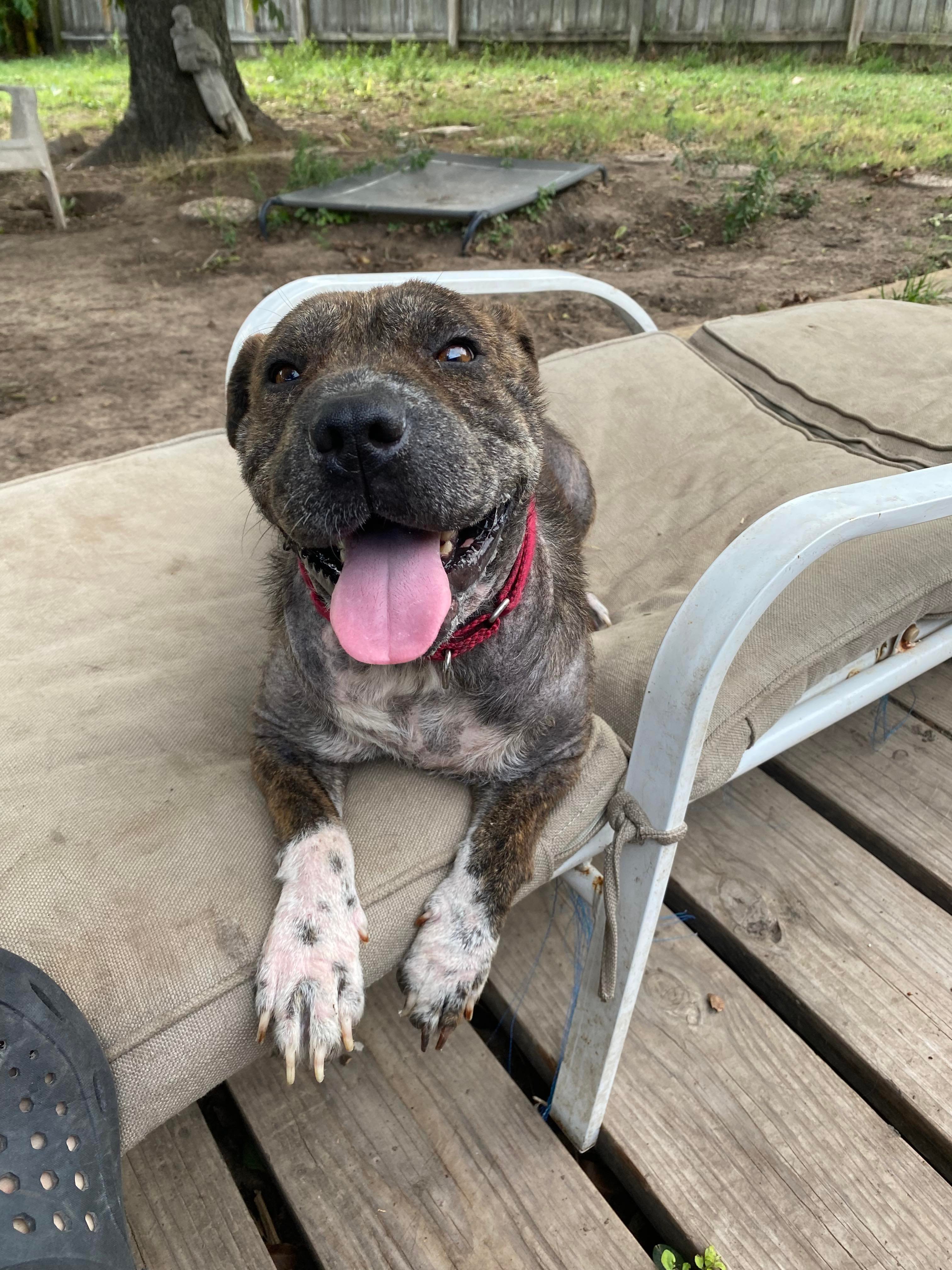 Brownie, a Adoptable mixed breed in Austin, TX image 1/12