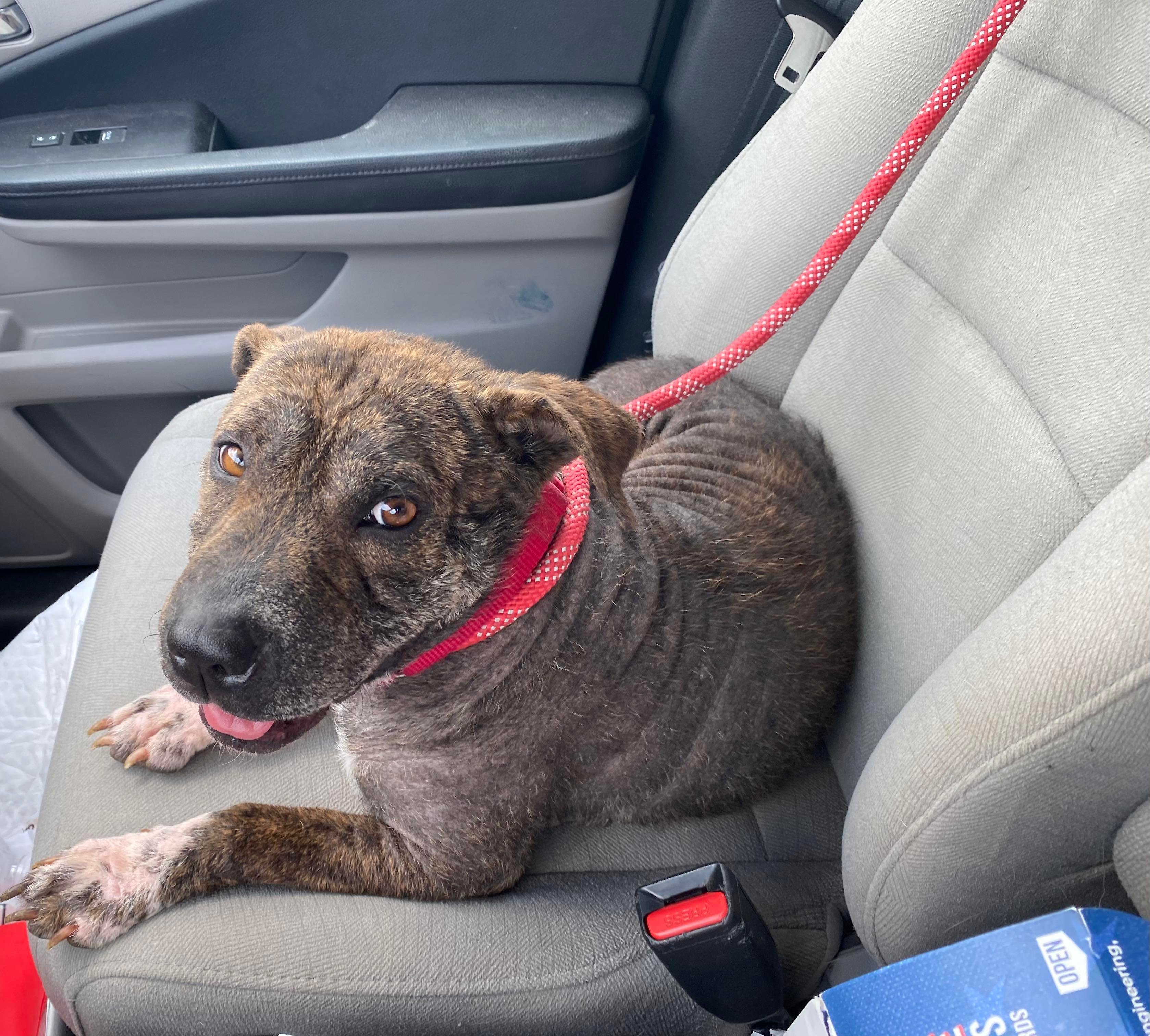 Brownie, a Adoptable mixed breed in Austin, TX image 2/12