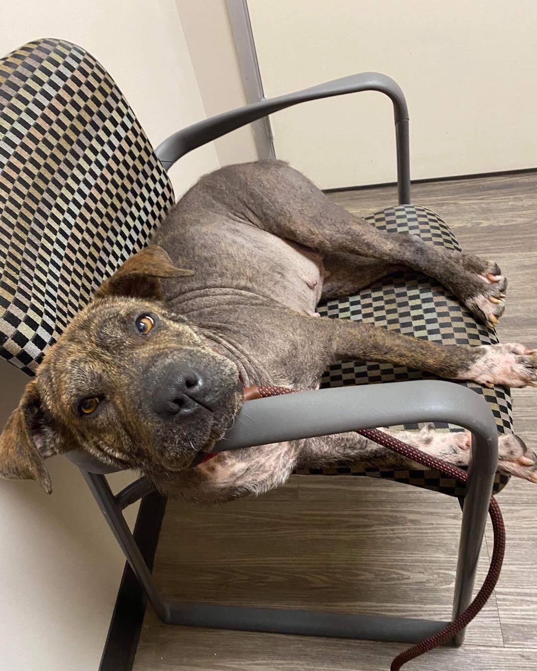 Brownie, a Adoptable mixed breed in Austin, TX image 3/12