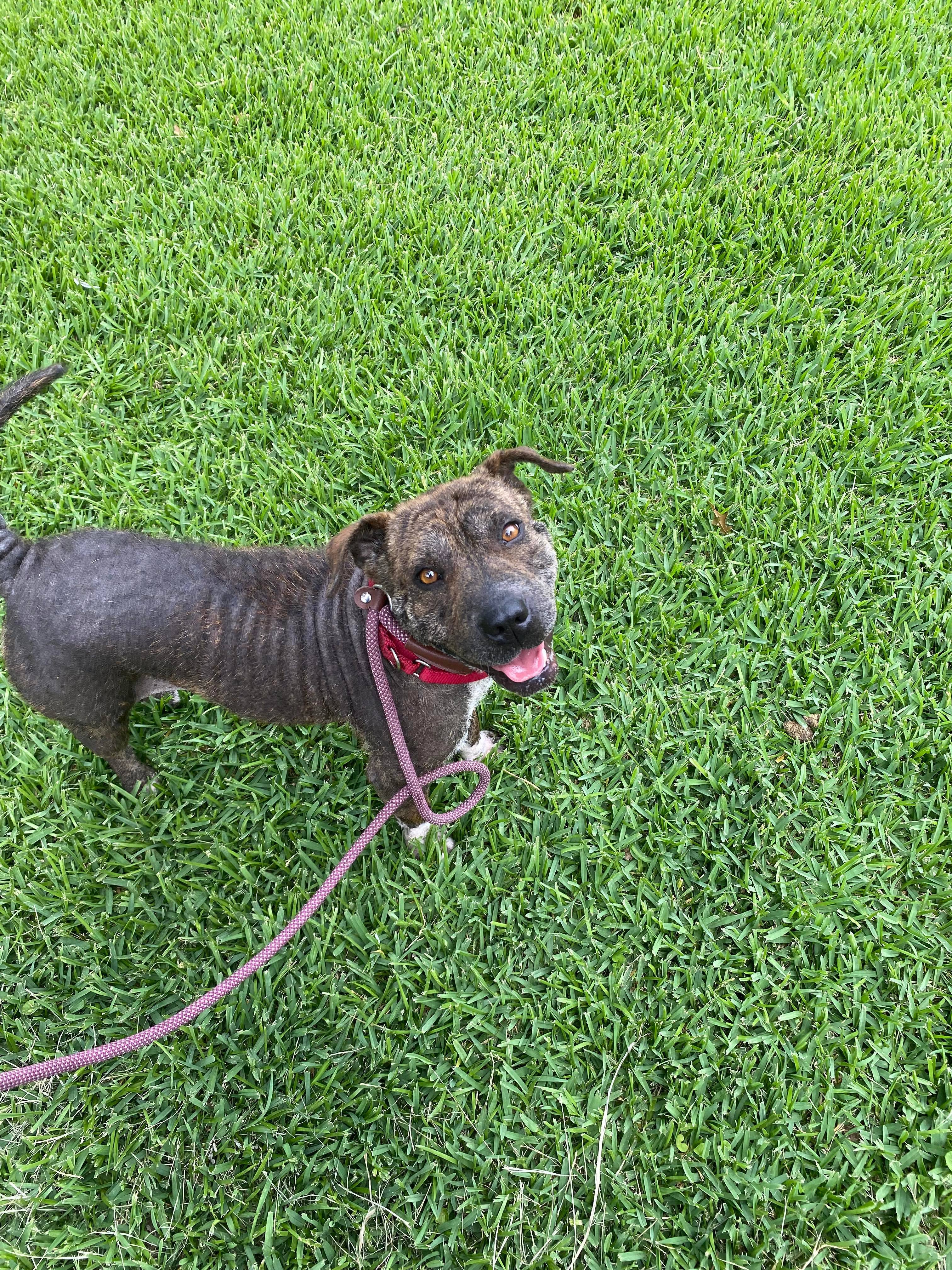 Brownie, a Adoptable mixed breed in Austin, TX image 6/12