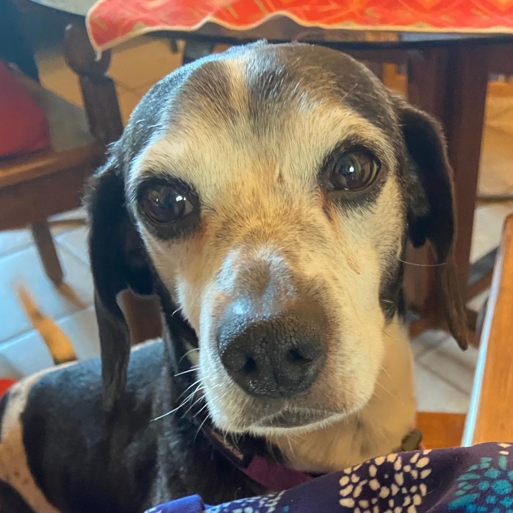 Enlarge Cupi, a ADOPTABLE mixed breed in Sherwood, OR image 3/3