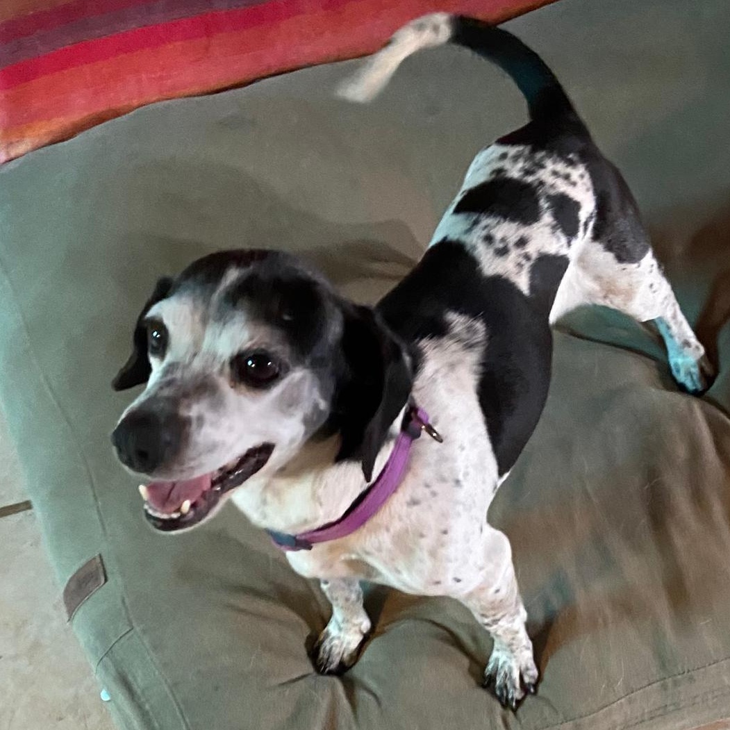 Enlarge Cupi, a ADOPTABLE mixed breed in Sherwood, OR image 2/3