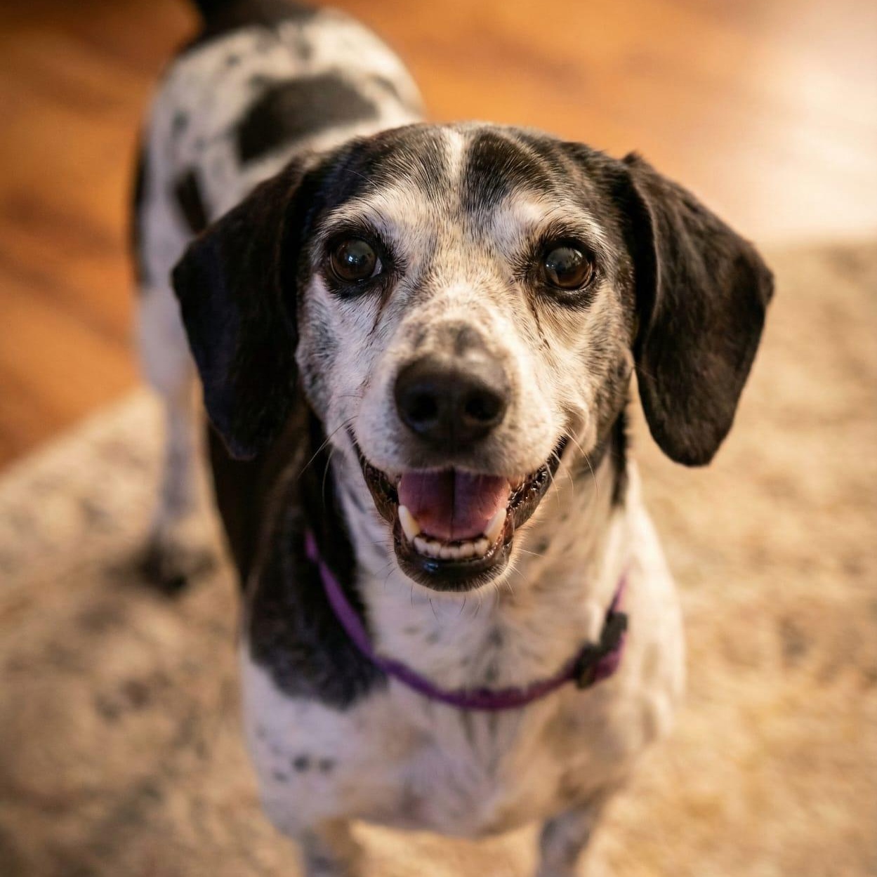 Cupi, ADOPTABLE, Adult Male Rat Terrier & Beagle.
