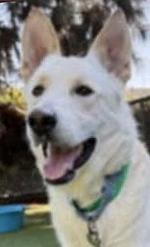 Luke, Adoptable, Young Male German Shepherd Dog.