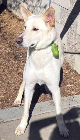 Enlarge Luke, a Adoptable German Shepherd Dog in Phoenix, AZ image 2/4