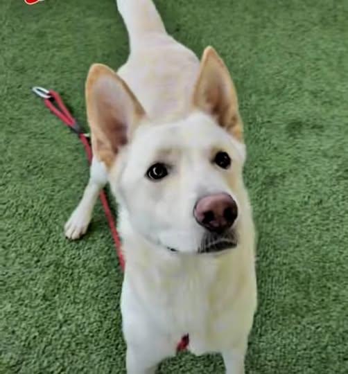 Enlarge Luke, a Adoptable German Shepherd Dog in Phoenix, AZ image 3/4