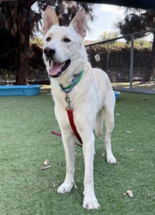 Enlarge Luke, a Adoptable German Shepherd Dog in Phoenix, AZ image 4/4