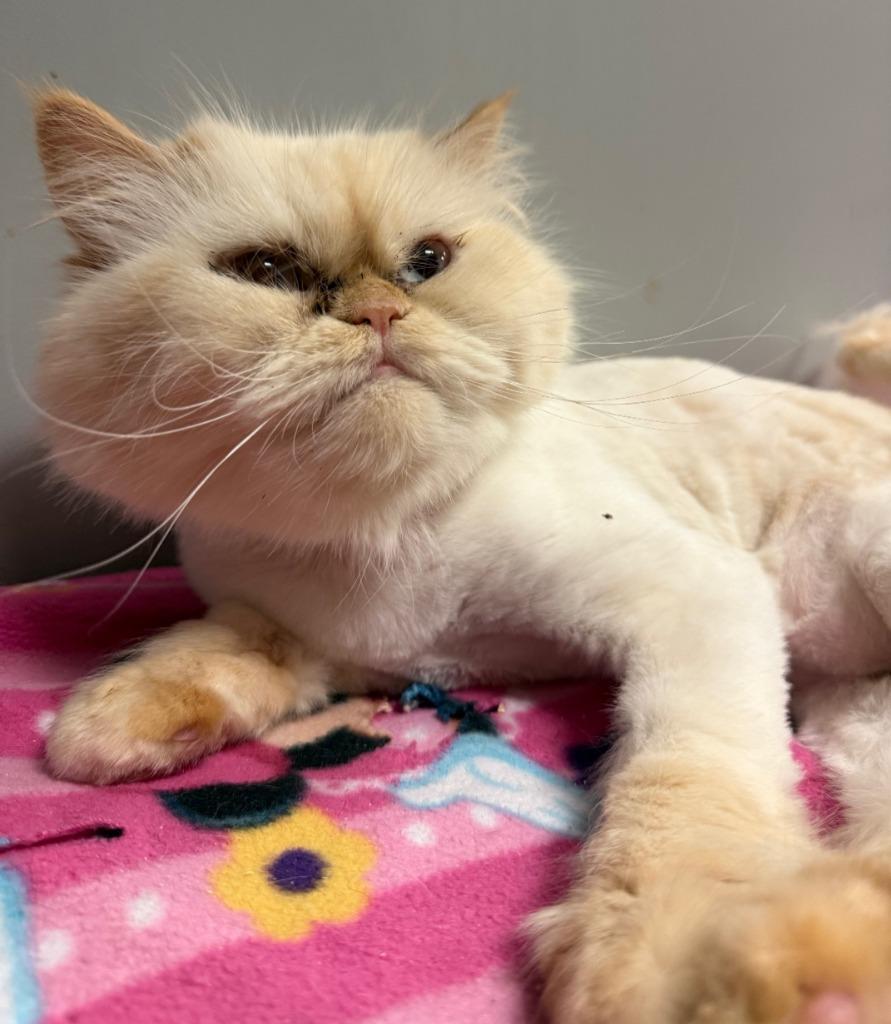 Enlarge Mona, a Adoptable Persian in Lemoore, CA image 1/4
