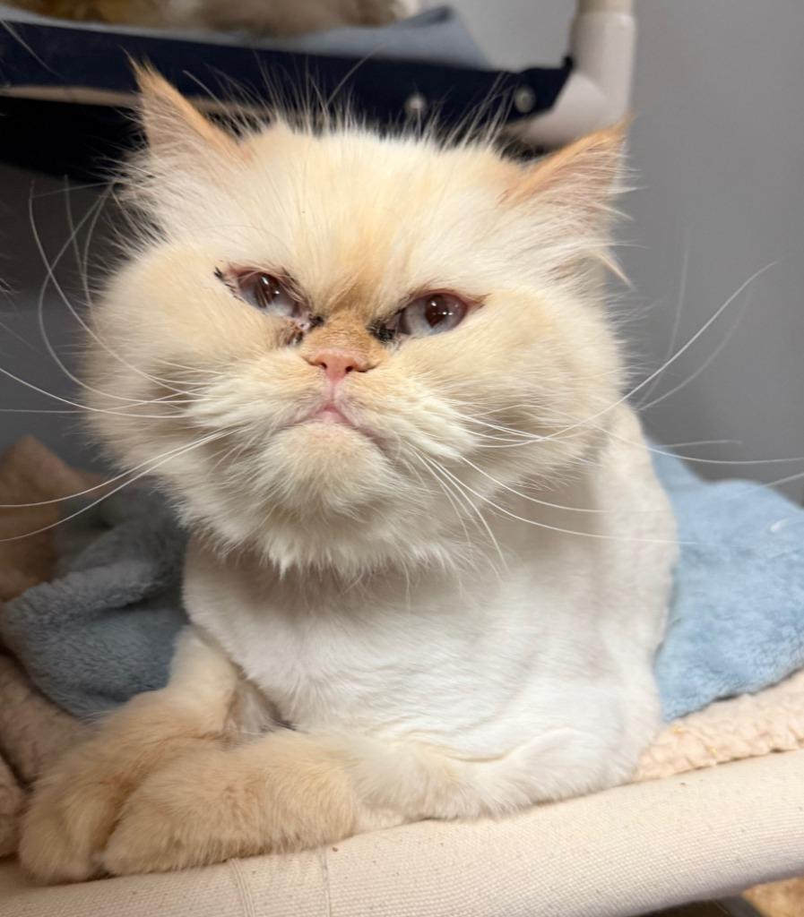 Enlarge Mona, a Adoptable Persian in Lemoore, CA image 2/4