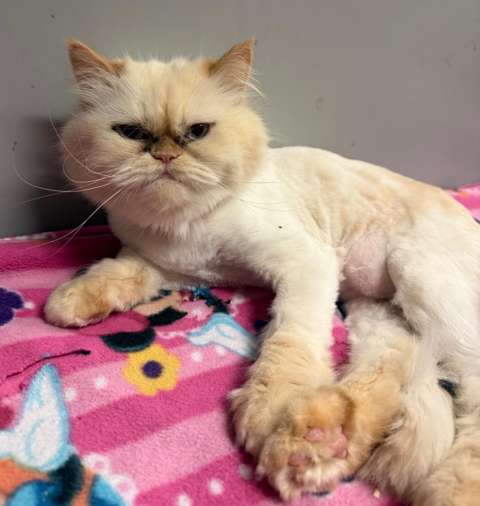 Enlarge Mona, a Adoptable Persian in Lemoore, CA image 3/4