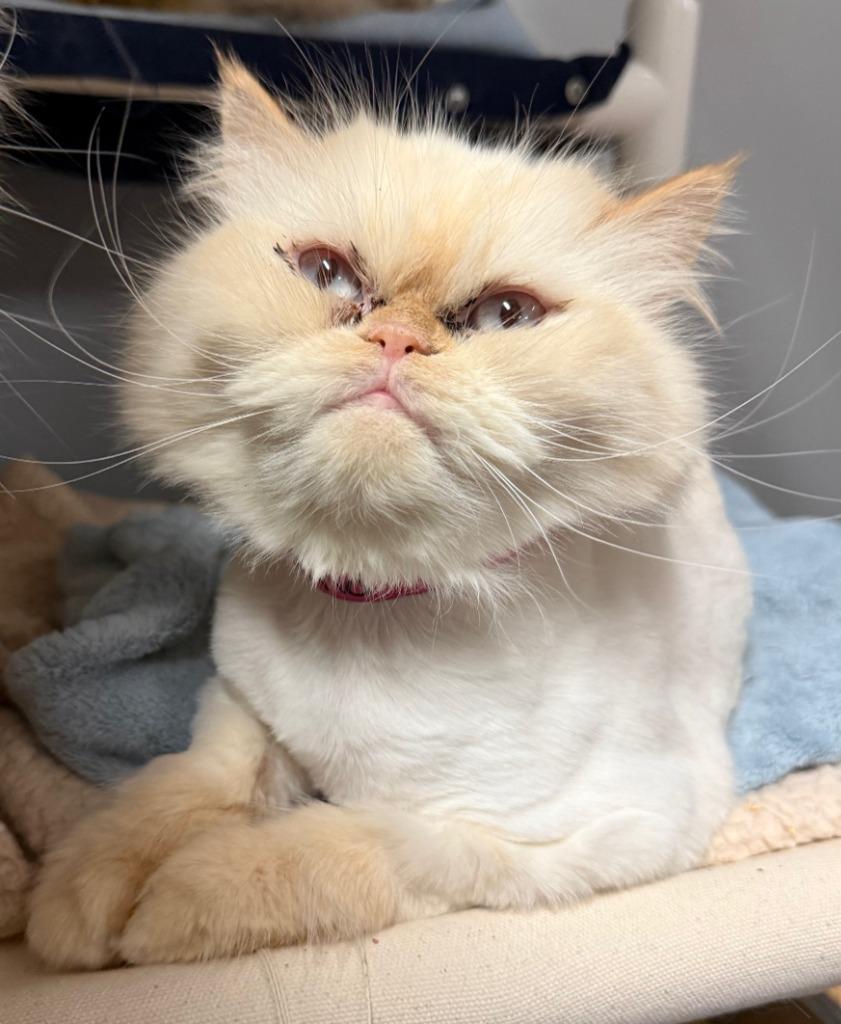 Enlarge Mona, a Adoptable Persian in Lemoore, CA image 4/4