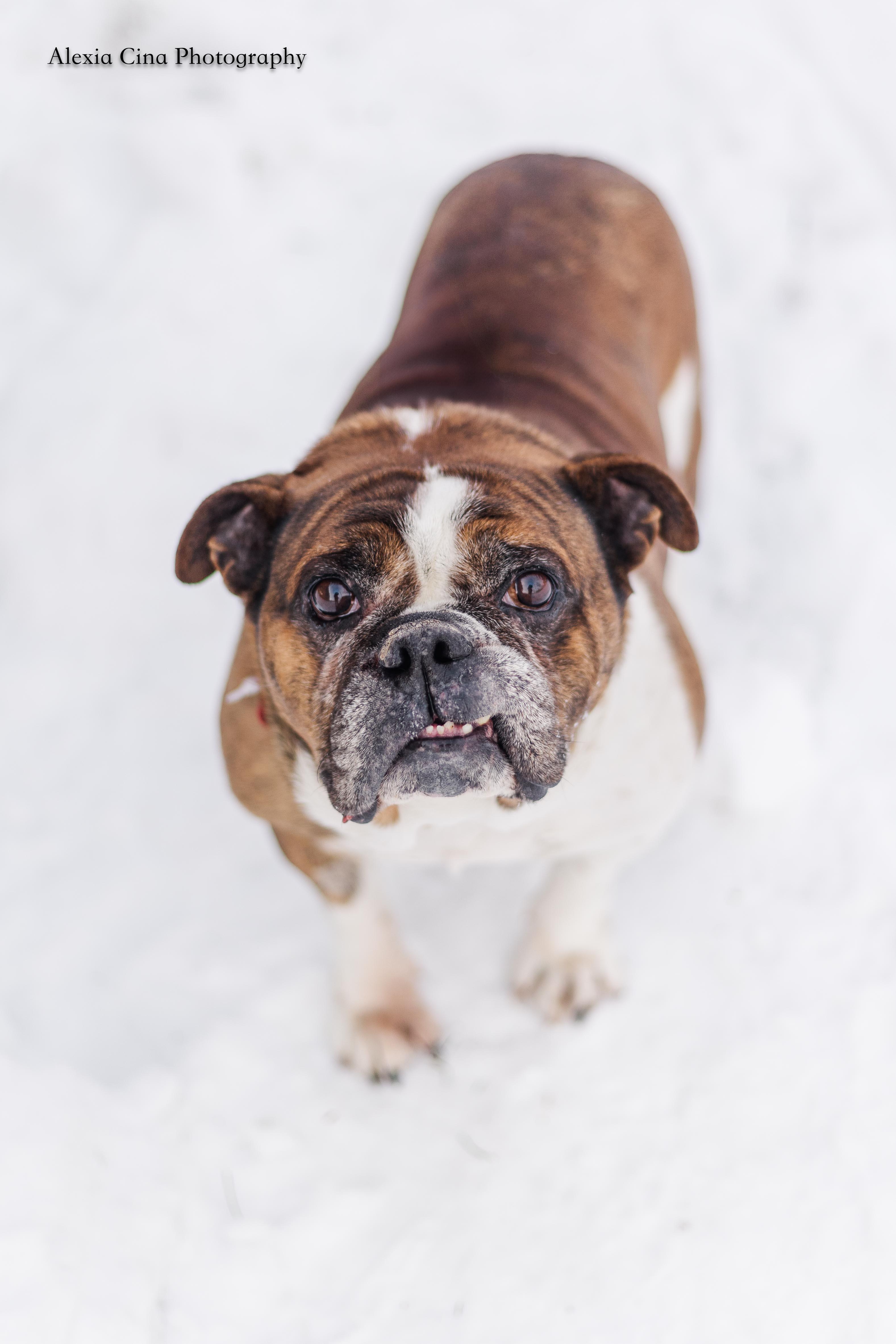 Enlarge Dachi, a ADOPTABLE English Bulldog in Drumbo, ON image 2/4