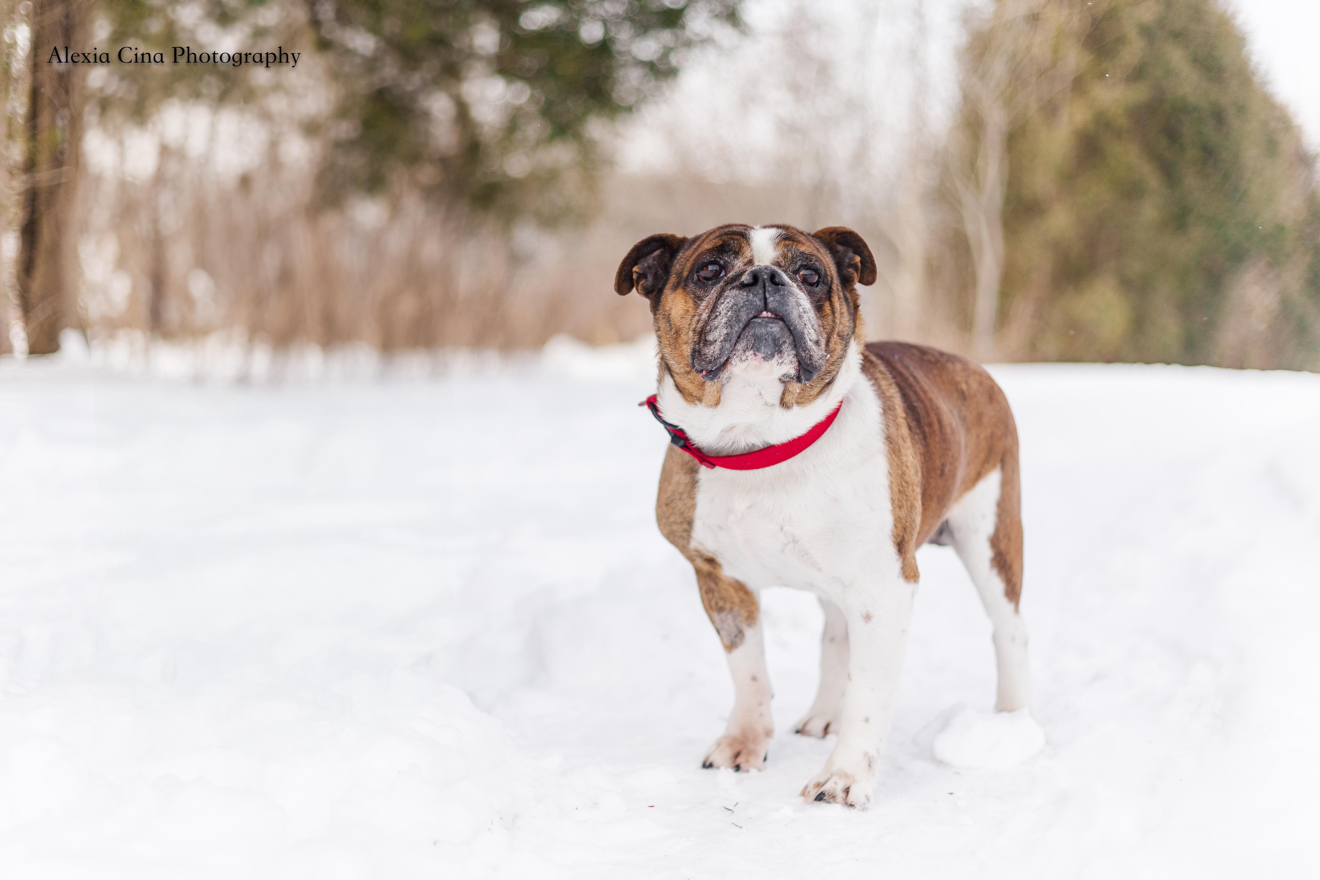 Enlarge Dachi, a ADOPTABLE English Bulldog in Drumbo, ON image 1/4