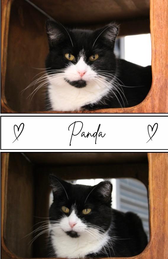 Panda - Silo, Adoptable, Young Female Domestic Short Hair.